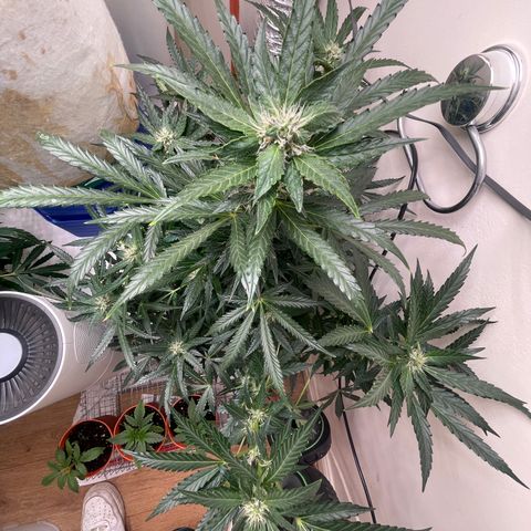 N lights #2 growlog timeline photo