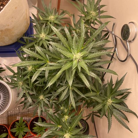 N lights #2 growlog timeline photo