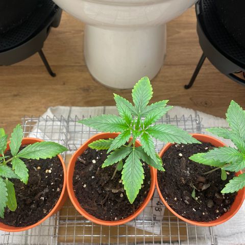 Zkittles growlog timeline photo