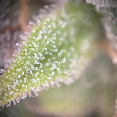 N lights #1 growlog timeline photo
