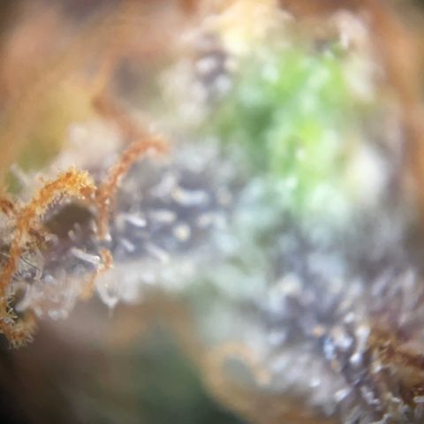 N lights #1 growlog timeline photo