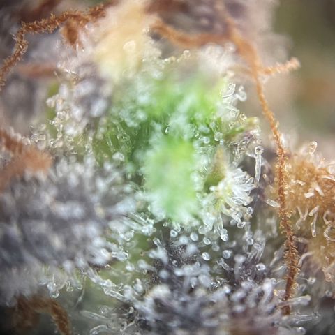 N lights #1 growlog timeline photo