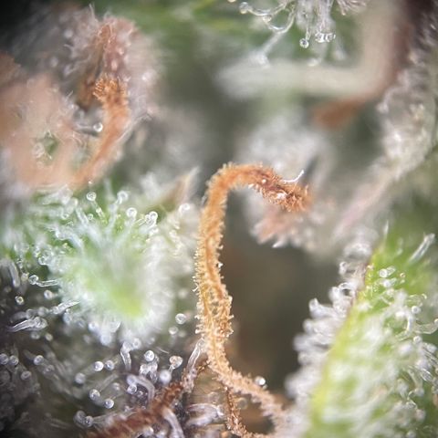 N lights #1 growlog timeline photo