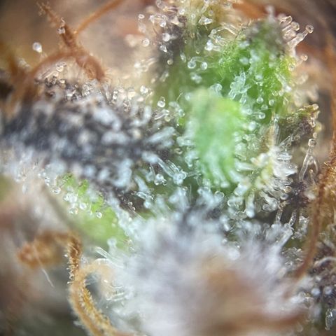 N lights #1 growlog timeline photo