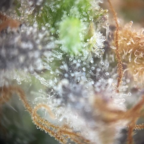 N lights #1 growlog timeline photo