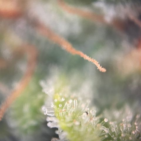 N lights #1 growlog timeline photo