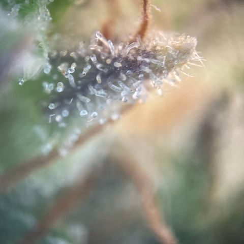N lights #1 growlog timeline photo