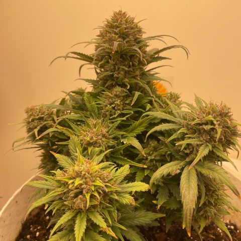N lights #1 growlog timeline photo