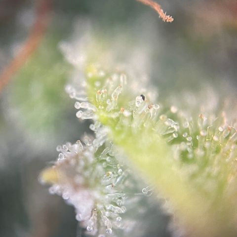 N lights #1 growlog timeline photo