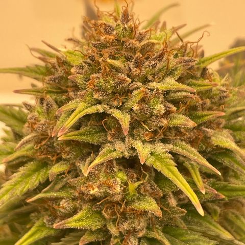 N lights #1 growlog timeline photo