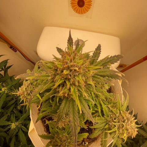 N lights #1 growlog timeline photo