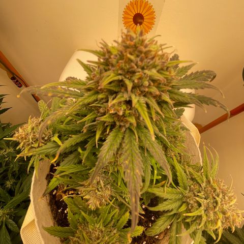 N lights #1 growlog timeline photo