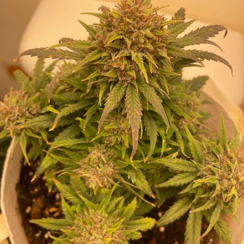 N lights #1 growlog timeline photo