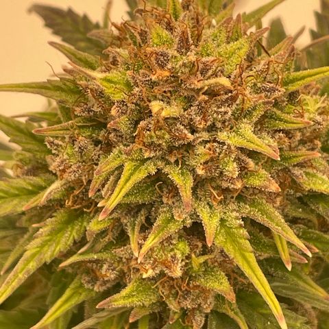 N lights #1 growlog timeline photo