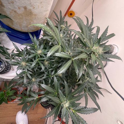 N lights #2 growlog timeline photo