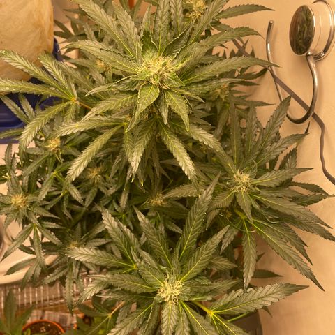 N lights #2 growlog timeline photo
