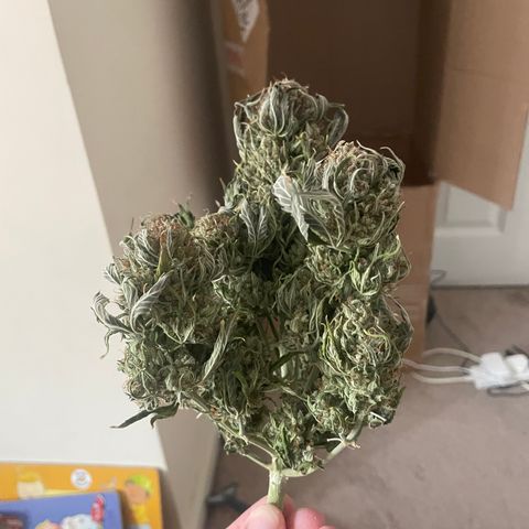 N lights #1 growlog timeline photo