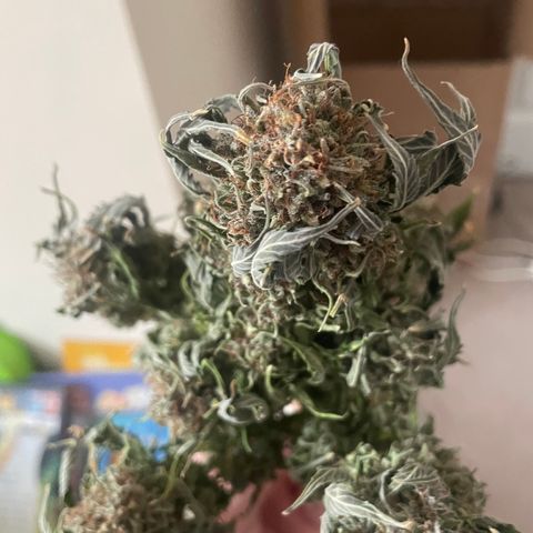 N lights #1 growlog timeline photo