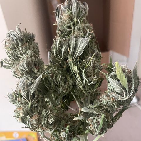 N lights #1 growlog timeline photo