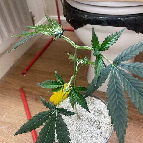 Zkittles growlog timeline photo