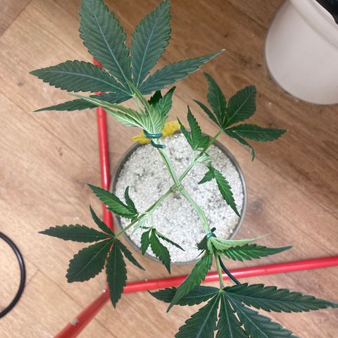 Zkittles growlog timeline photo