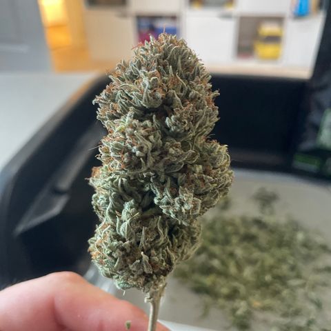 N lights #1 growlog photo: 21grams