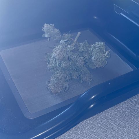 N lights #1 growlog photo: 21grams