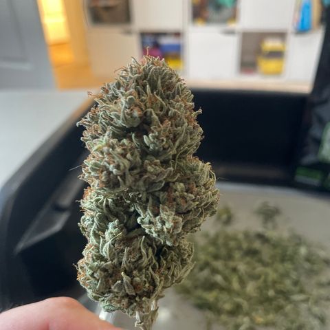 N lights #1 growlog photo: 21grams