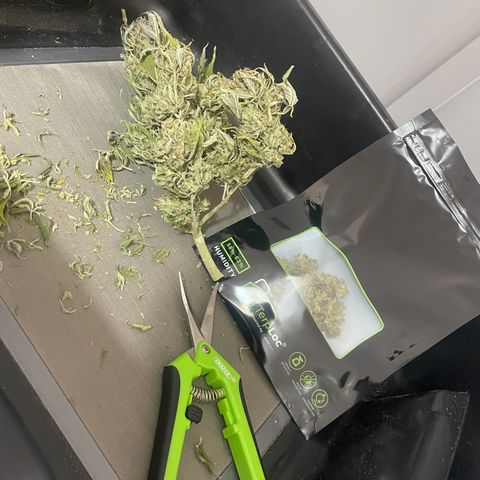 N lights #1 growlog photo: 21grams