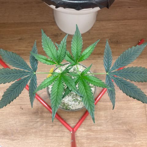 Zkittles growlog timeline photo