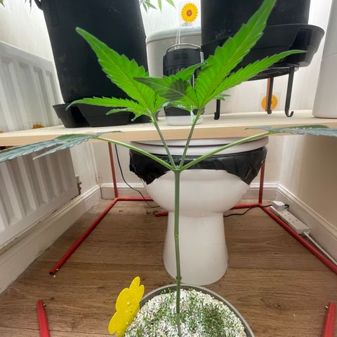 Zkittles growlog timeline photo