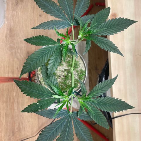 Zkittles growlog timeline photo