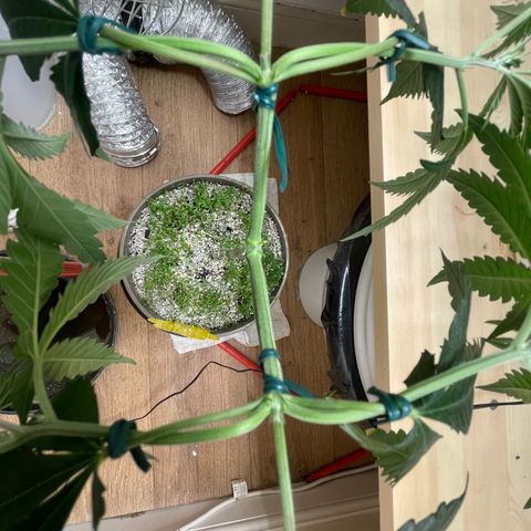 Zkittles growlog timeline photo