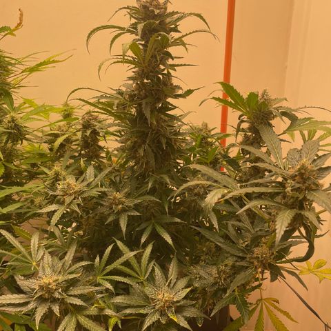 N lights #2 growlog timeline photo