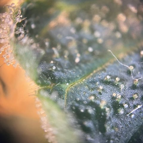 N lights #2 growlog timeline photo