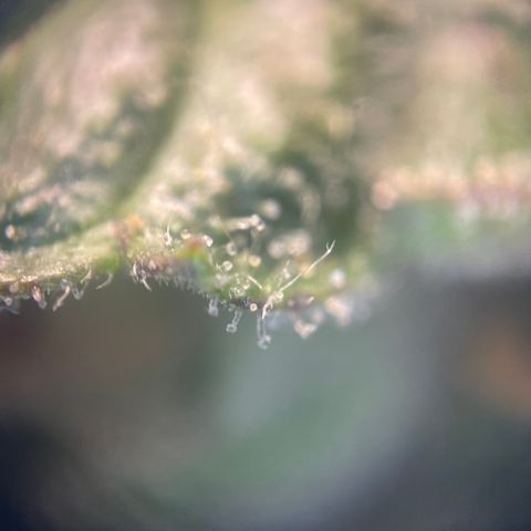 N lights #2 growlog timeline photo