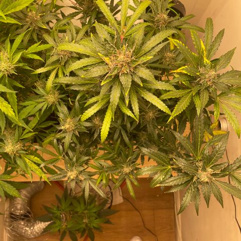 N lights #2 growlog timeline photo