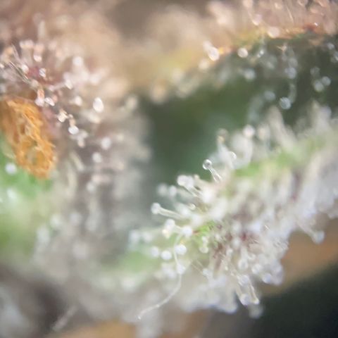 N lights #2 growlog timeline photo