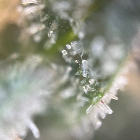 N lights #2 growlog timeline photo