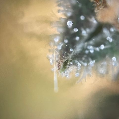 N lights #2 growlog timeline photo
