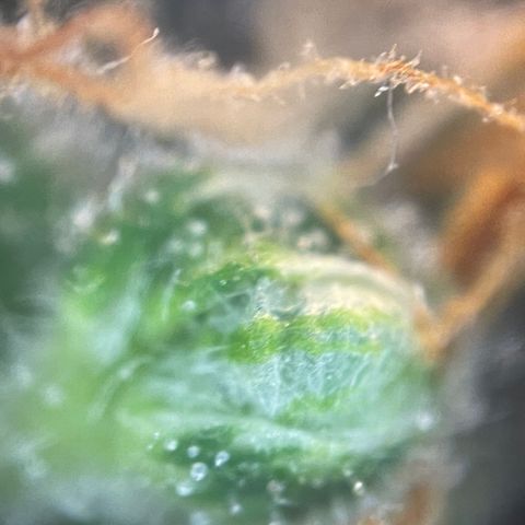 N lights #2 growlog timeline photo