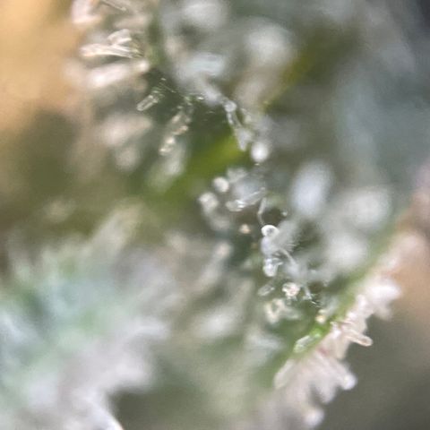 N lights #2 growlog timeline photo