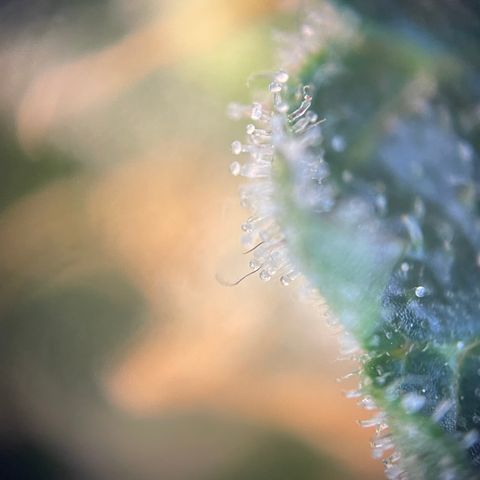N lights #2 growlog timeline photo
