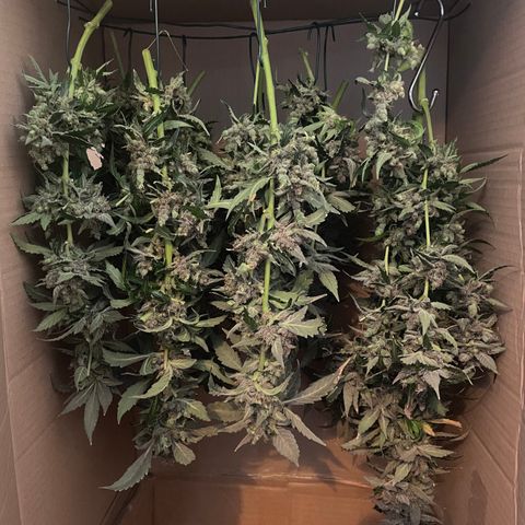 N lights #2 growlog timeline photo