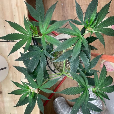 Zkittles growlog timeline photo