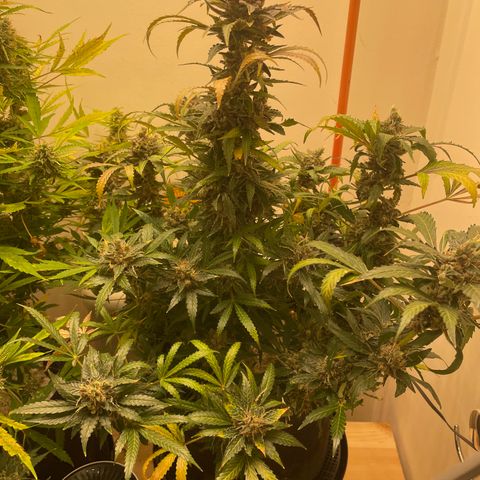 N lights #2 growlog timeline photo