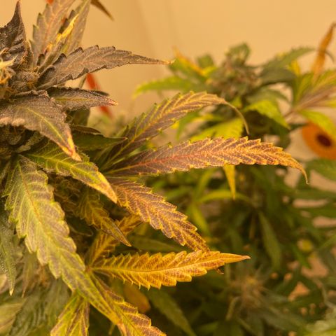 N lights #2 growlog timeline photo