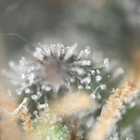 N lights #2 growlog timeline photo