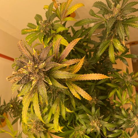 N lights #2 growlog timeline photo