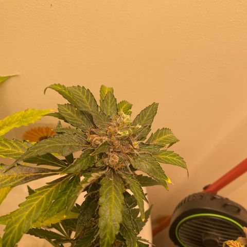 N lights #2 growlog timeline photo